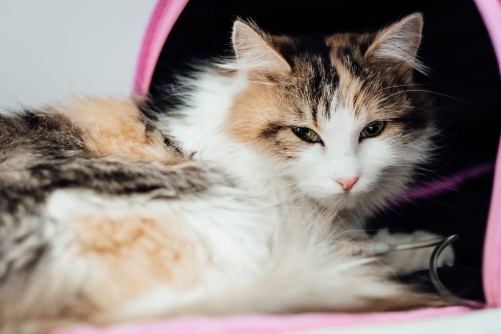 Cat sick at vet, related to accident only vs accident and illness pet insurance