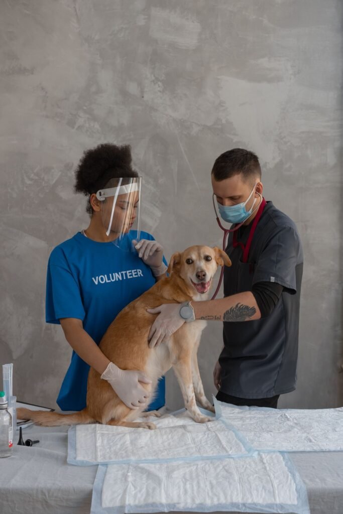 Dog at vet clinic, related to how pet insurance works