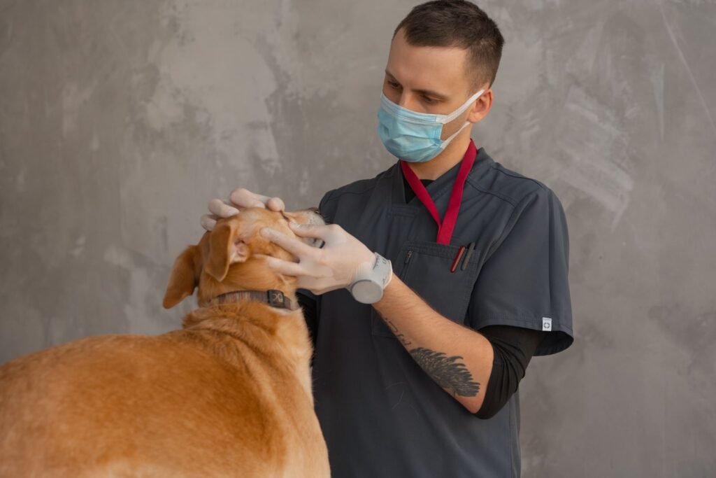 Vet and dog owner reviewing how pet insurance works during a checkup