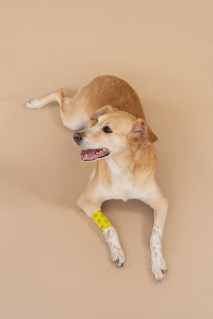 Comparison chart illustrating accident only vs accident and illness pet insurance coverage