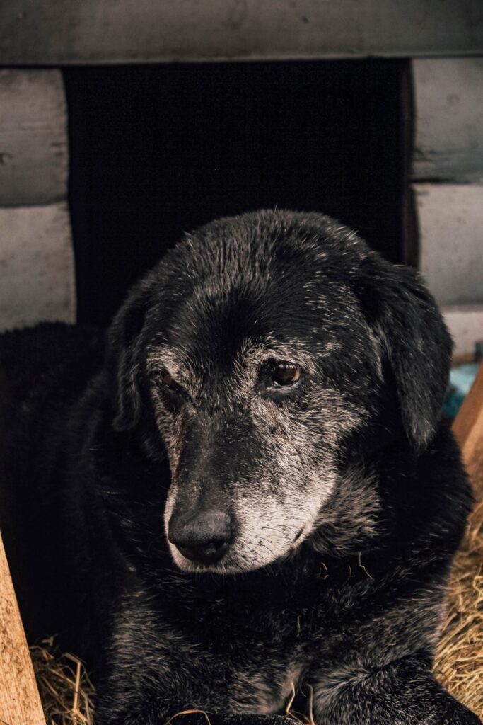 Senior dog resting comfortably on an orthopedic bed at home