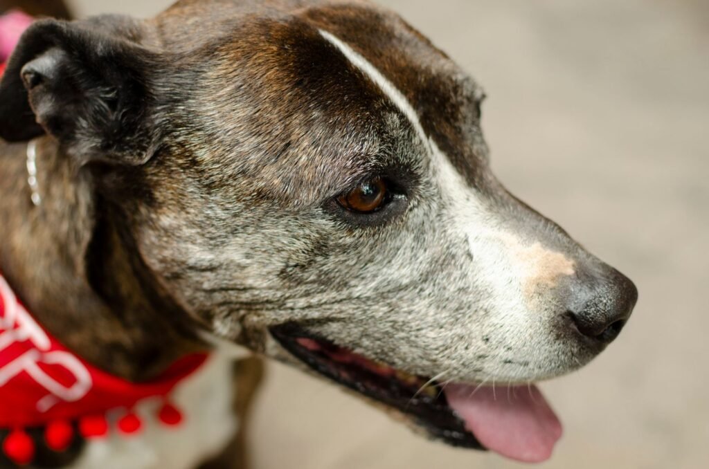 Older dog with a graying muzzle sitting attentively