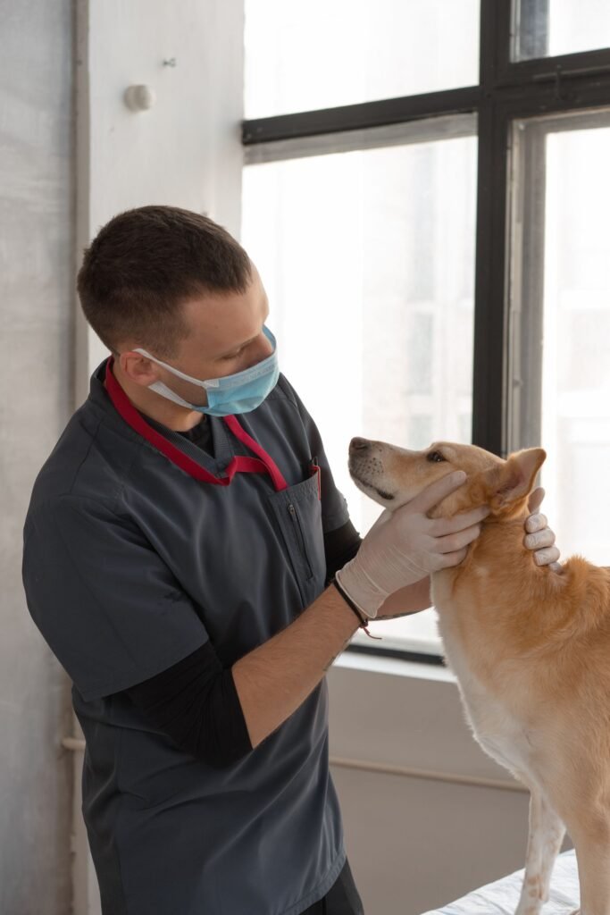 Vet checking dog health, related to pet insurance pre-existing conditions