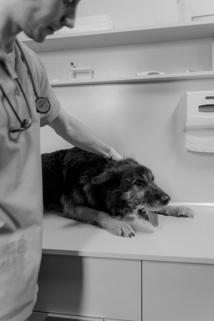 Senior dog vet visit, related to pet insurance pre-existing conditions