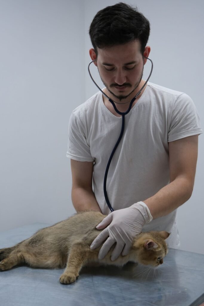 Cat medical exam, related to pet insurance pre-existing conditions