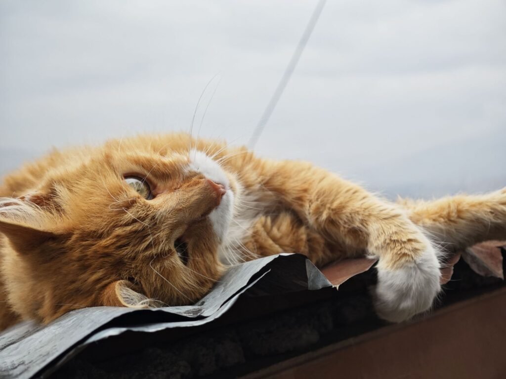 Senior cat resting, related to senior cat care guide