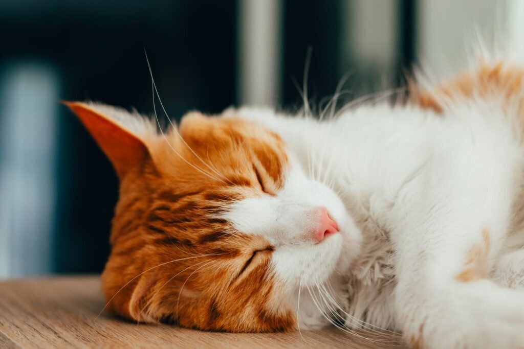 Old cat sleeping, related to senior cat care guide