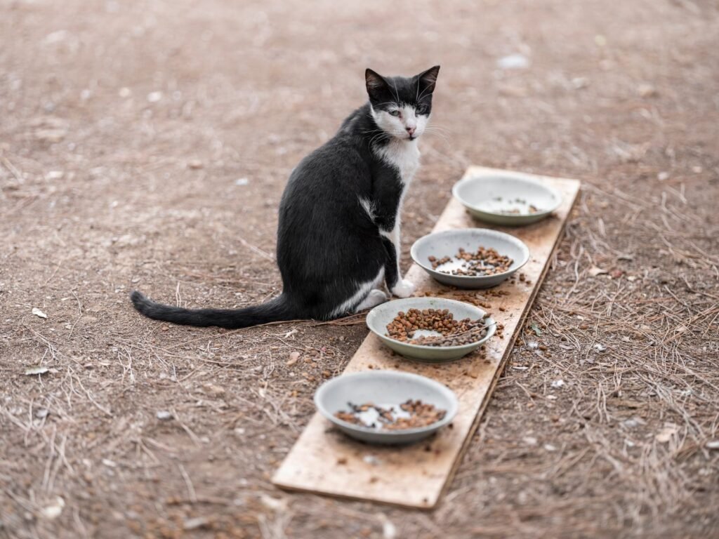 Cat eating bowl, related to senior cat care guide