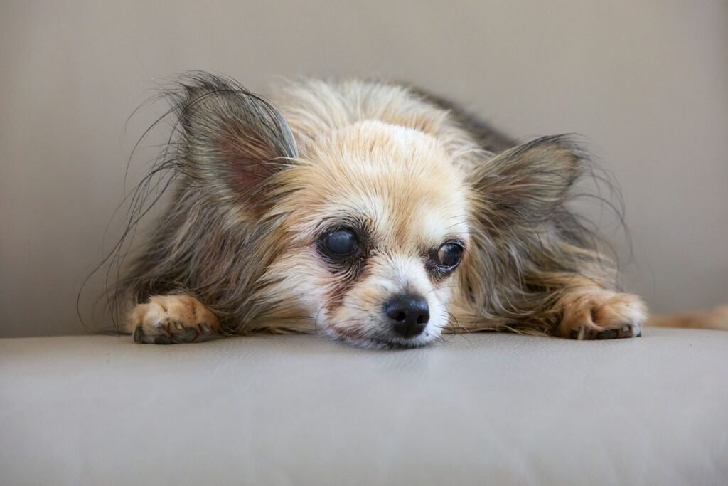 Senior dog resting, related to senior dog care guide