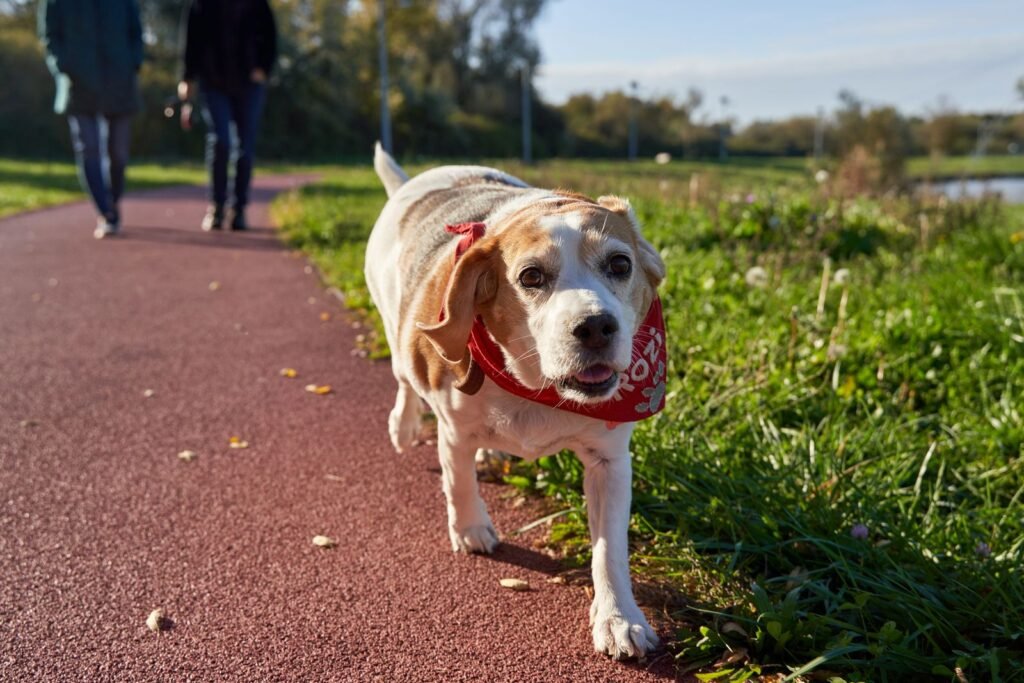Old dog walking park, related to senior dog care guide