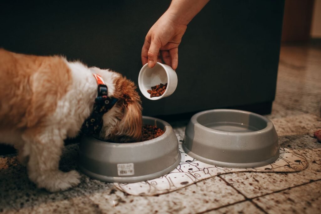 Dog eating bowl, related to senior dog care guide