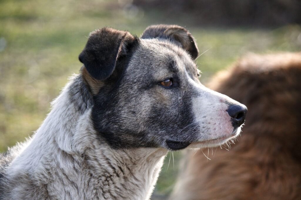 Gray muzzle dog close up, related to signs of aging in dogs