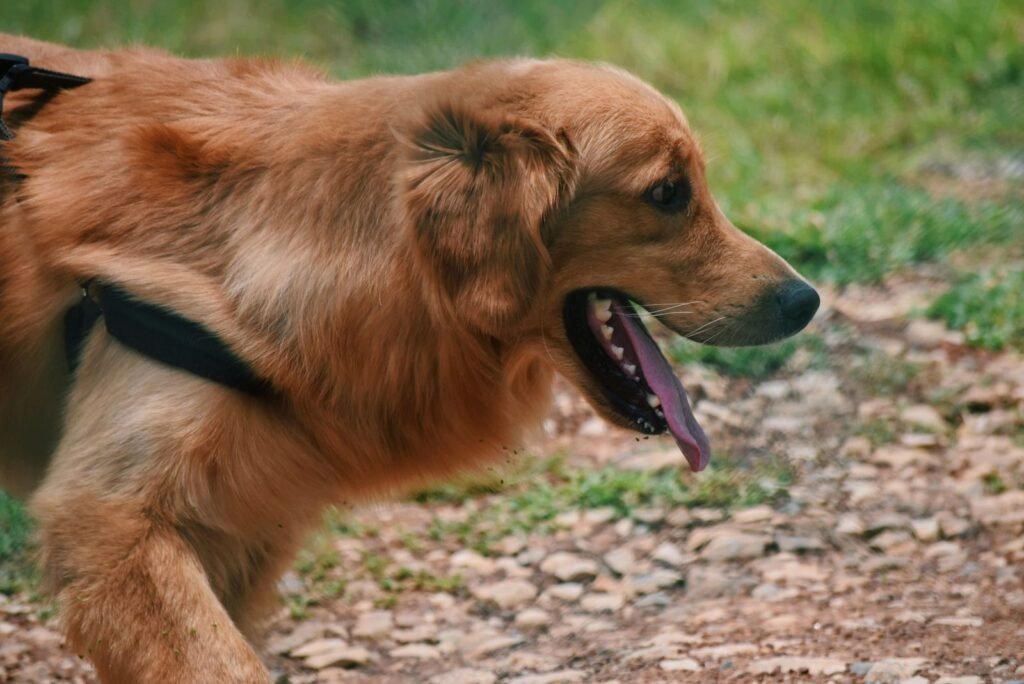 Dog walking outside, related to signs of aging in dogs