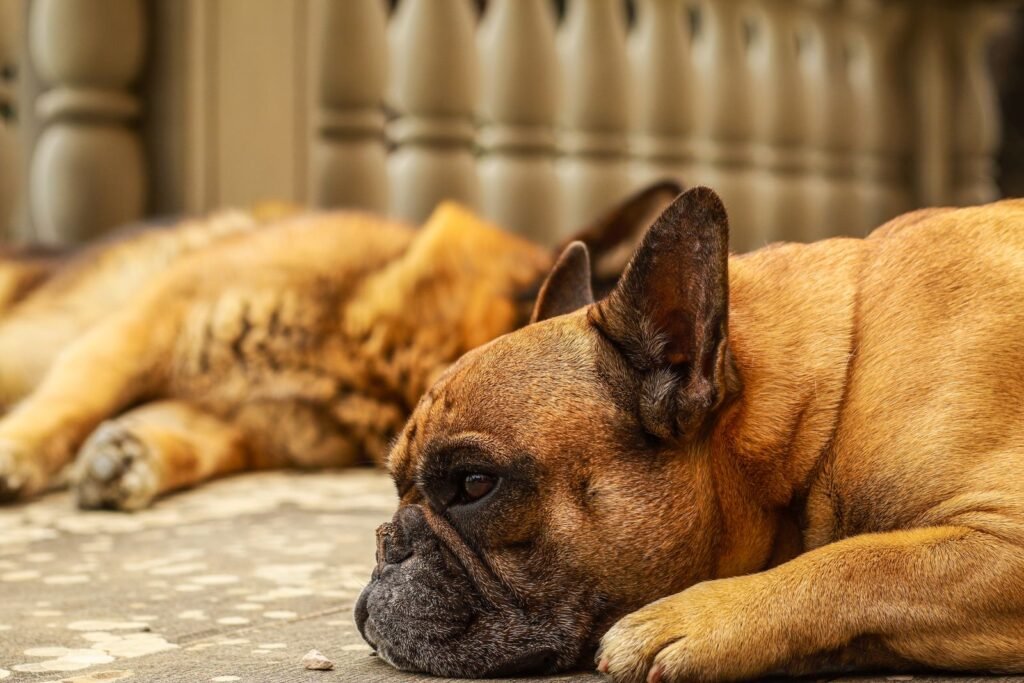 Dog lying down tired, related to signs of aging in dogs