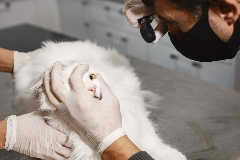 Vet examining cat, related to what does pet insurance cover
