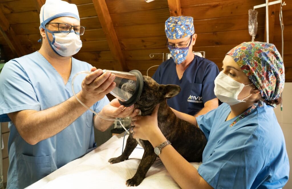 Dog surgery vet, related to what does pet insurance cover